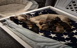 Miniature Dachshund dogs for sale: Beautiful minature dachshund puppies - Image 3