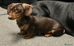 Miniature Dachshund dogs for sale: Kc registered Miniature dachshund puppies  - Image 2