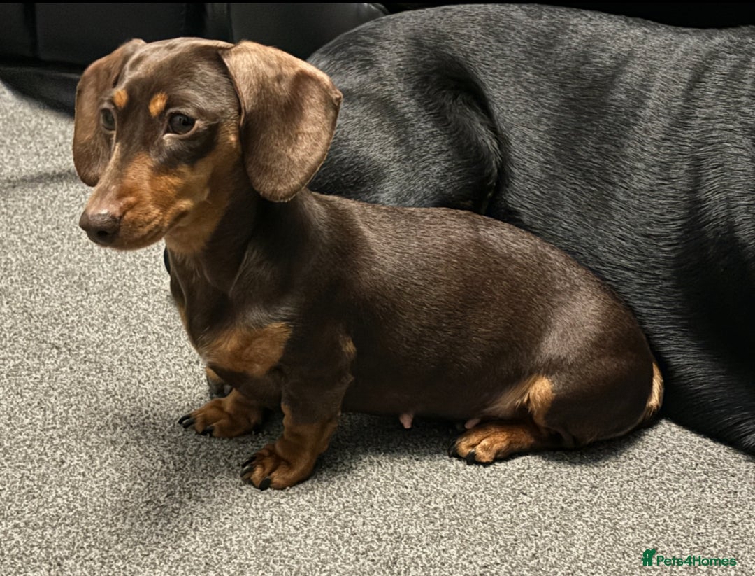 Miniature Dachshund dogs for sale: Kc registered Miniature dachshund puppies  - Image 2