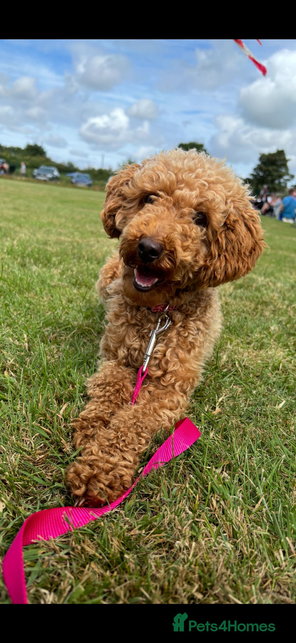 Miniature Poodle dogs Miniature Poodle puppies  - Advert 1