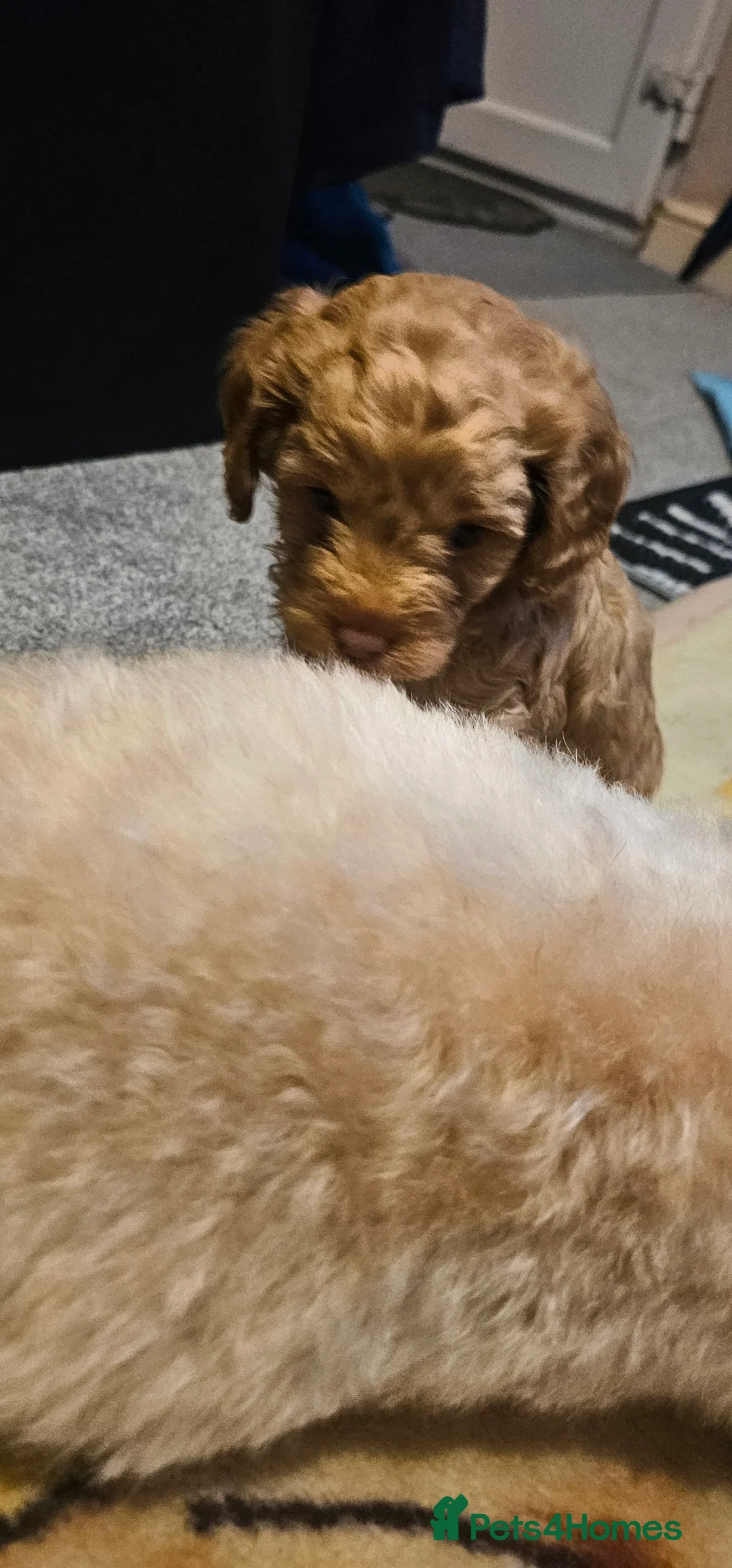 Cavapoo dogs for sale: Cavapoo for sale - Advert 9