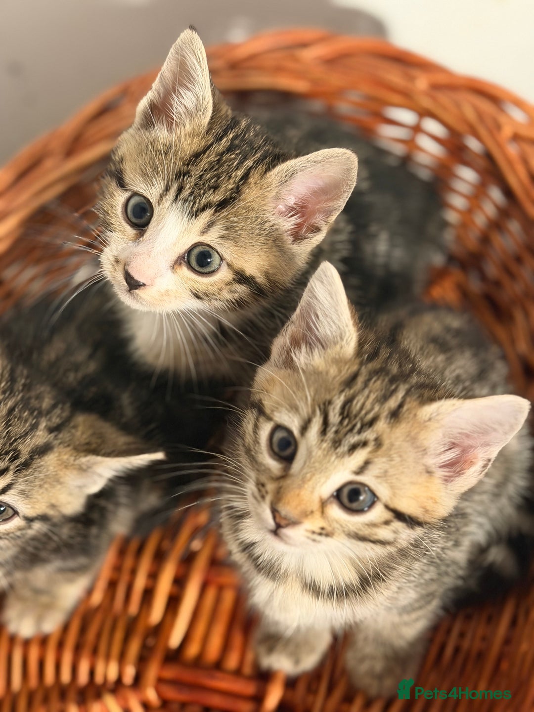 Bengal cats for sale: Adorable kittens for loving homes - Advert 6