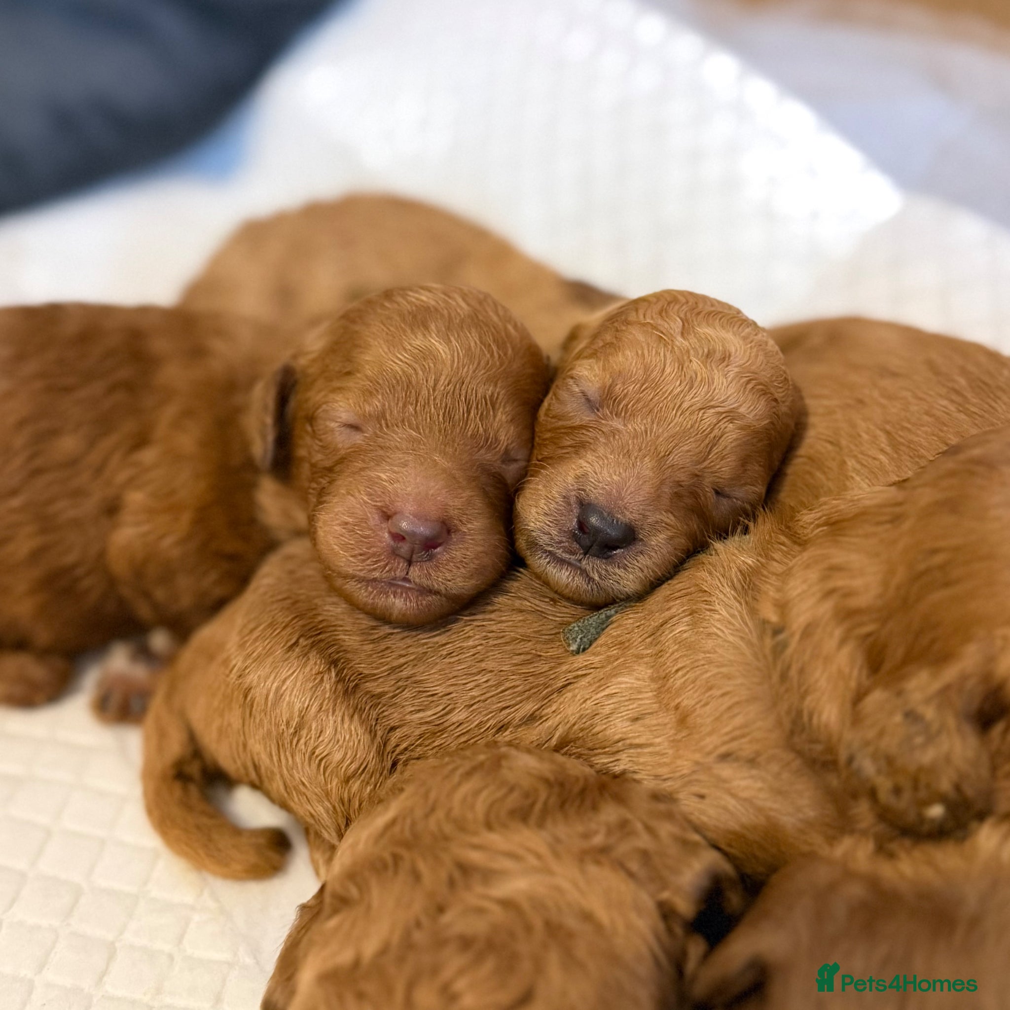 Cavapoo dogs F2 cavapoo puppies  - Advert 2