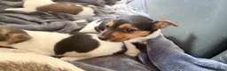 Jack Russell dogs for sale: Super Jack Russell puppies - Advert 6