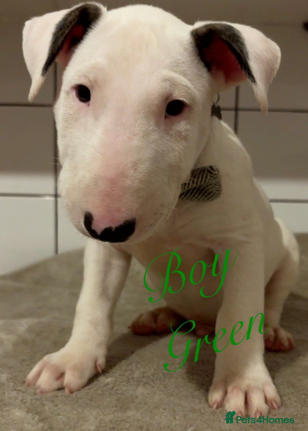 English Bull Terrier dogs for sale: ⭐️Ready Now ⭐️KC Champion EBT Pups ⭐️ - Advert 3