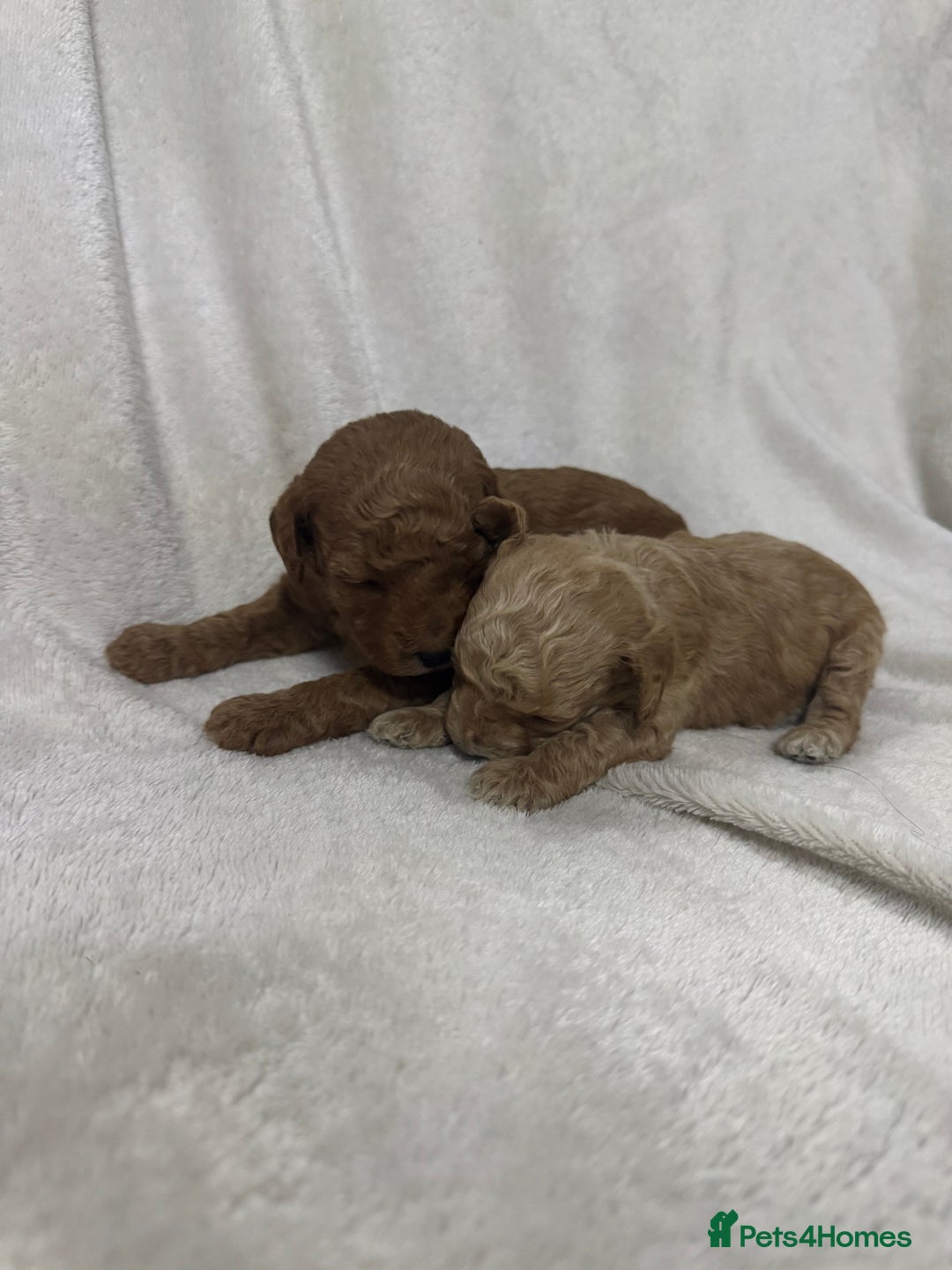Toy Poodle dogs for sale: Stunning toy poodles  - Image 16