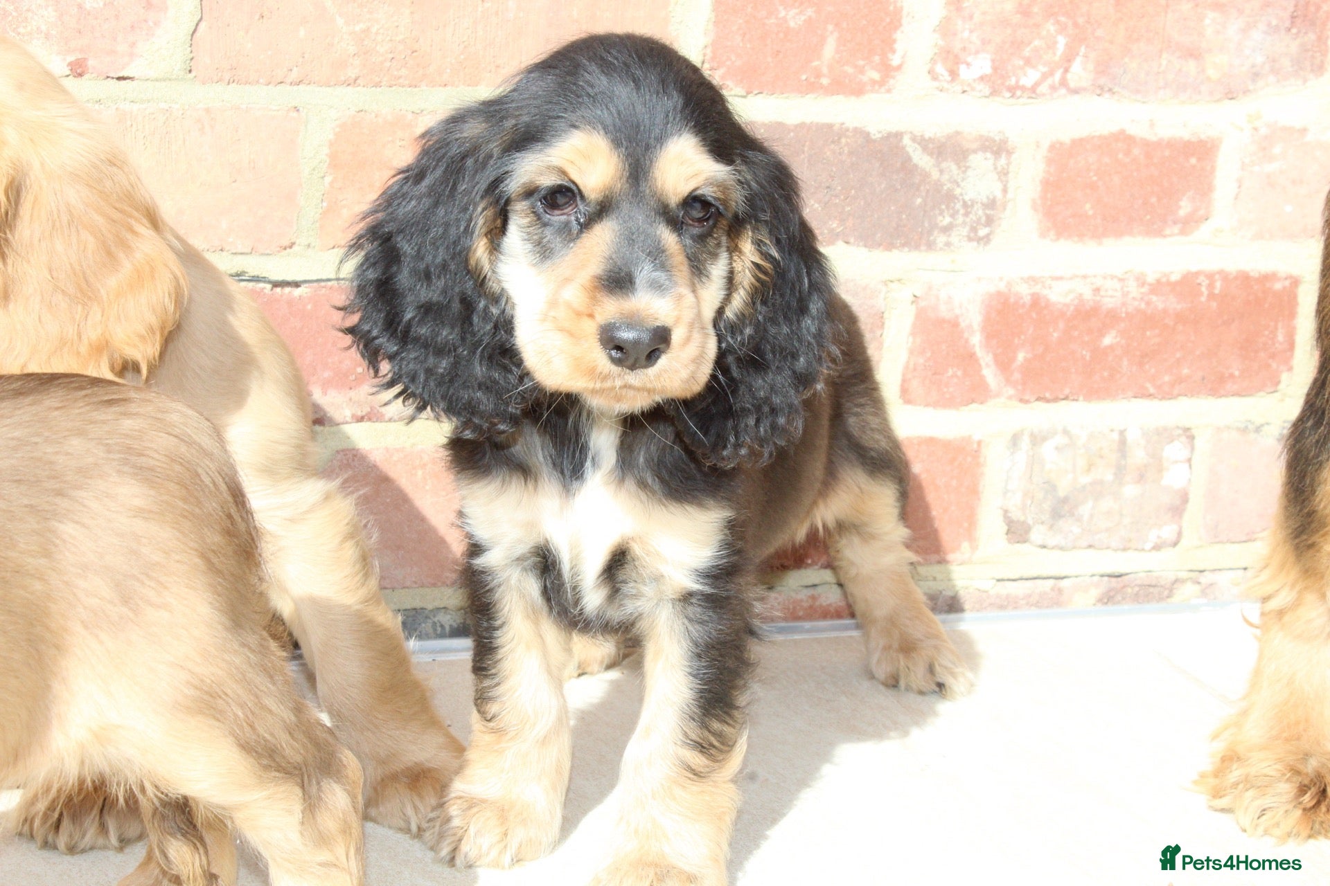 Cocker Spaniel dogs Kennel Club Registered Show Type Cocker puppies - Advert 6