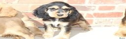 Cocker Spaniel dogs for sale: Kennel Club Registered Show Type Cocker puppies - Advert 10