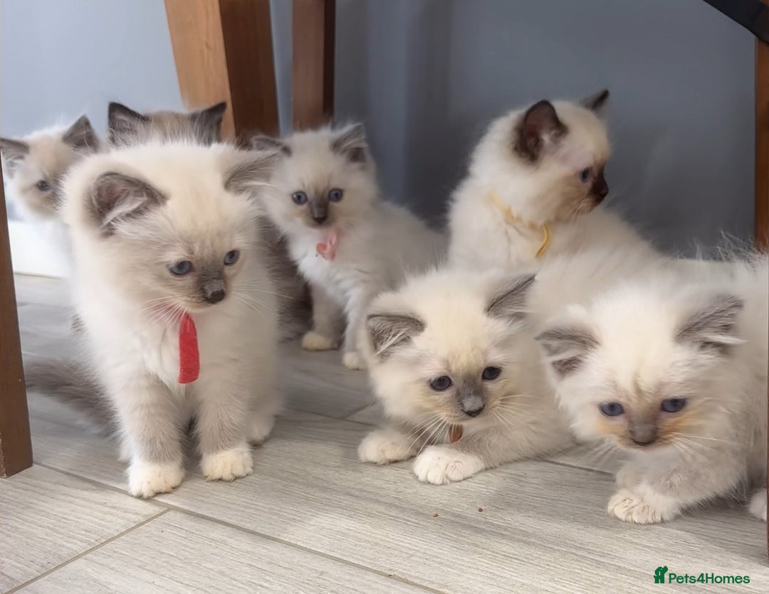 Ragdoll cats for sale: 7 Ragdoll kittens for sale - Image 10