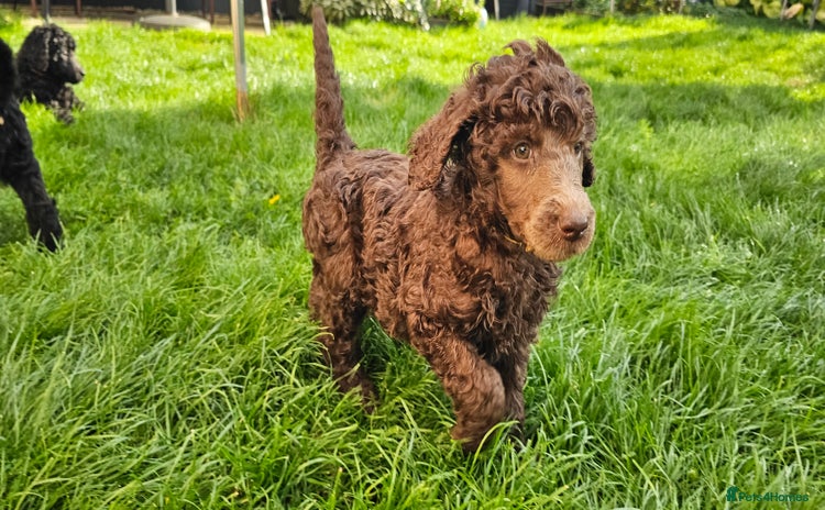 Standard Poodle dogs - Advert 15