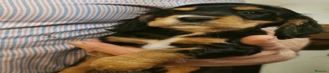 Cocker Spaniel Puppy 2