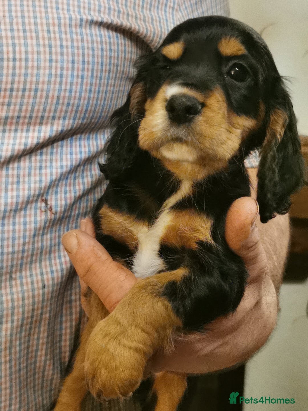 Cocker Spaniel dogs for sale: Gamekeeper bred kc reg working cocker puppys - Advert 5