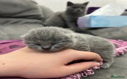 British Shorthair cats for sale: British short hair kittens - Image 5