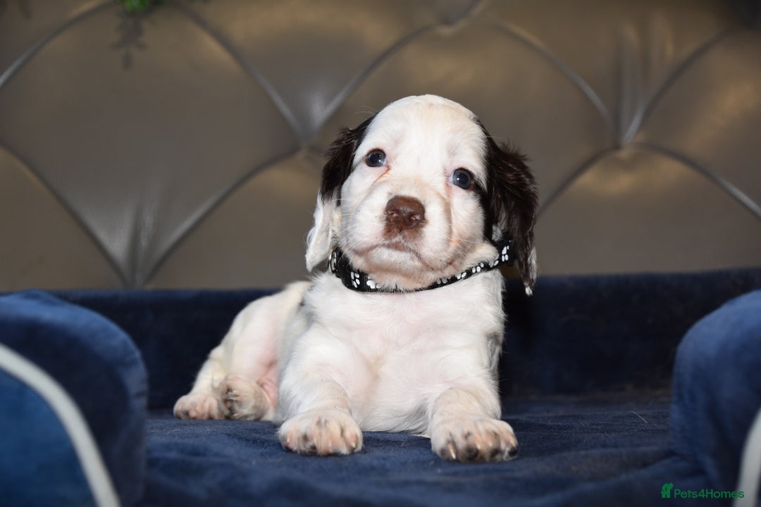 Cocker Spaniel dogs for sale: Kc Reg Health Tested Cocker Spaniel Puppies - Advert 31