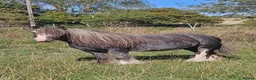 Irish Cob horses for sale: Spotted Cob Gelding - 11.2hh, Rising 5yrs - Advert 1