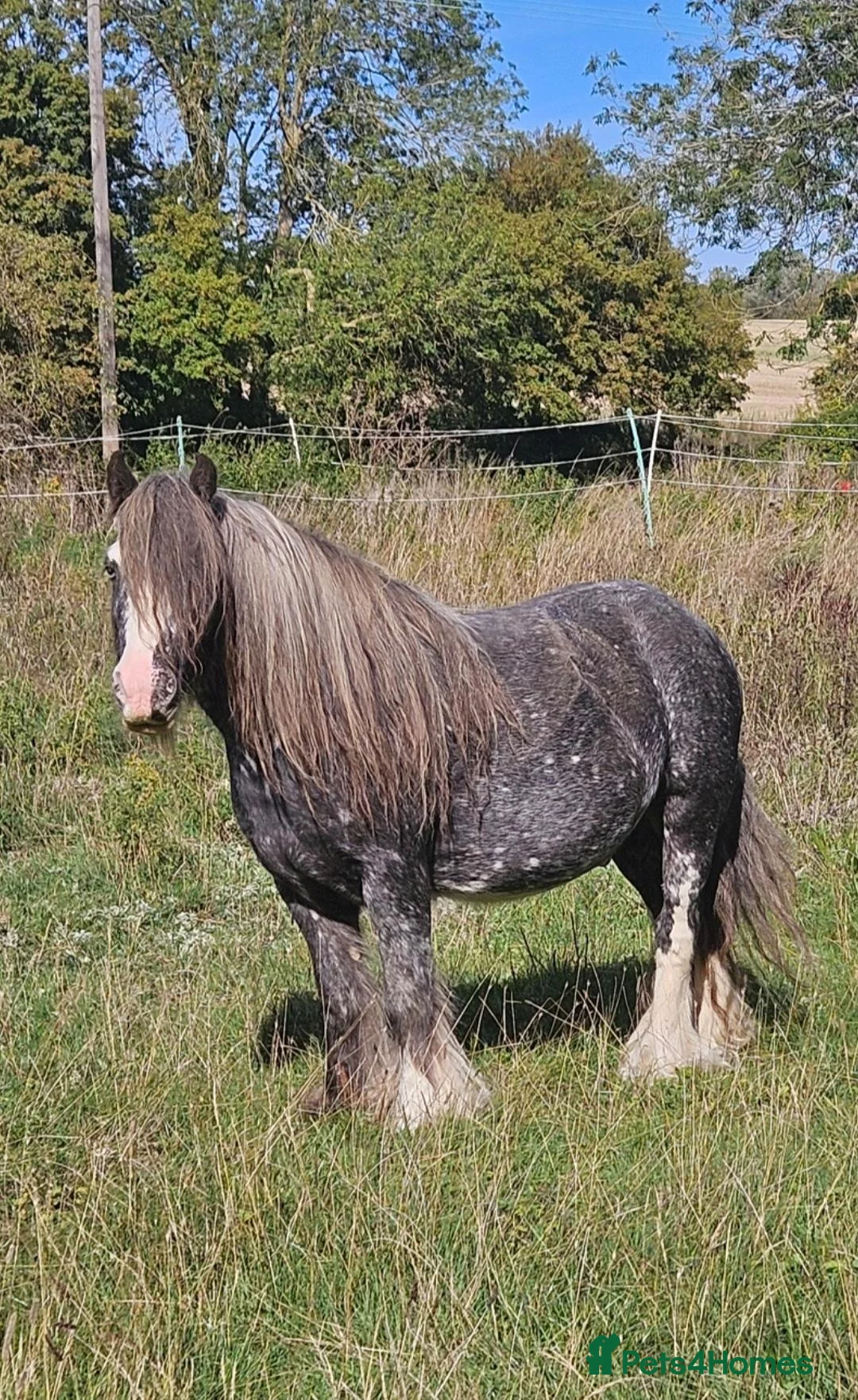 Irish Cob horses for sale: Spotted Cob Gelding - 11.2hh, Rising 5yrs - Advert 1