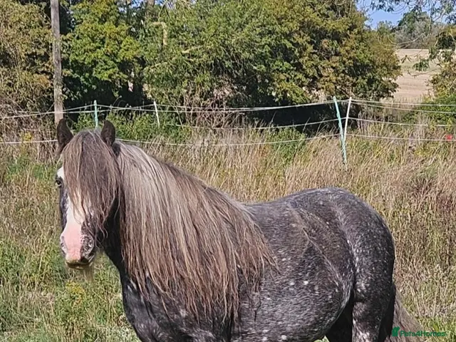 Irish Cob horses Spotted Cob Gelding - 11.2hh, Rising 5yrs - Advert 1