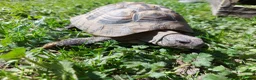 Tortoise reptiles for sale: Herman Torroise - Advert 4