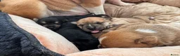 Mixed Breed dogs for sale: English Bulldog × Yorkshire Terrier Puppies in Newcastle upon Tyne - Advert 8