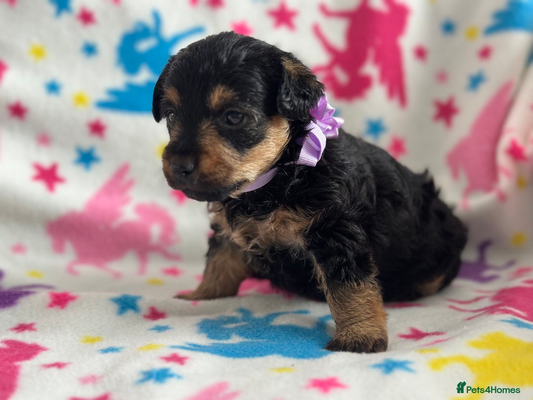 Jackapoo dogs for sale: Jackapoos  - Image 10