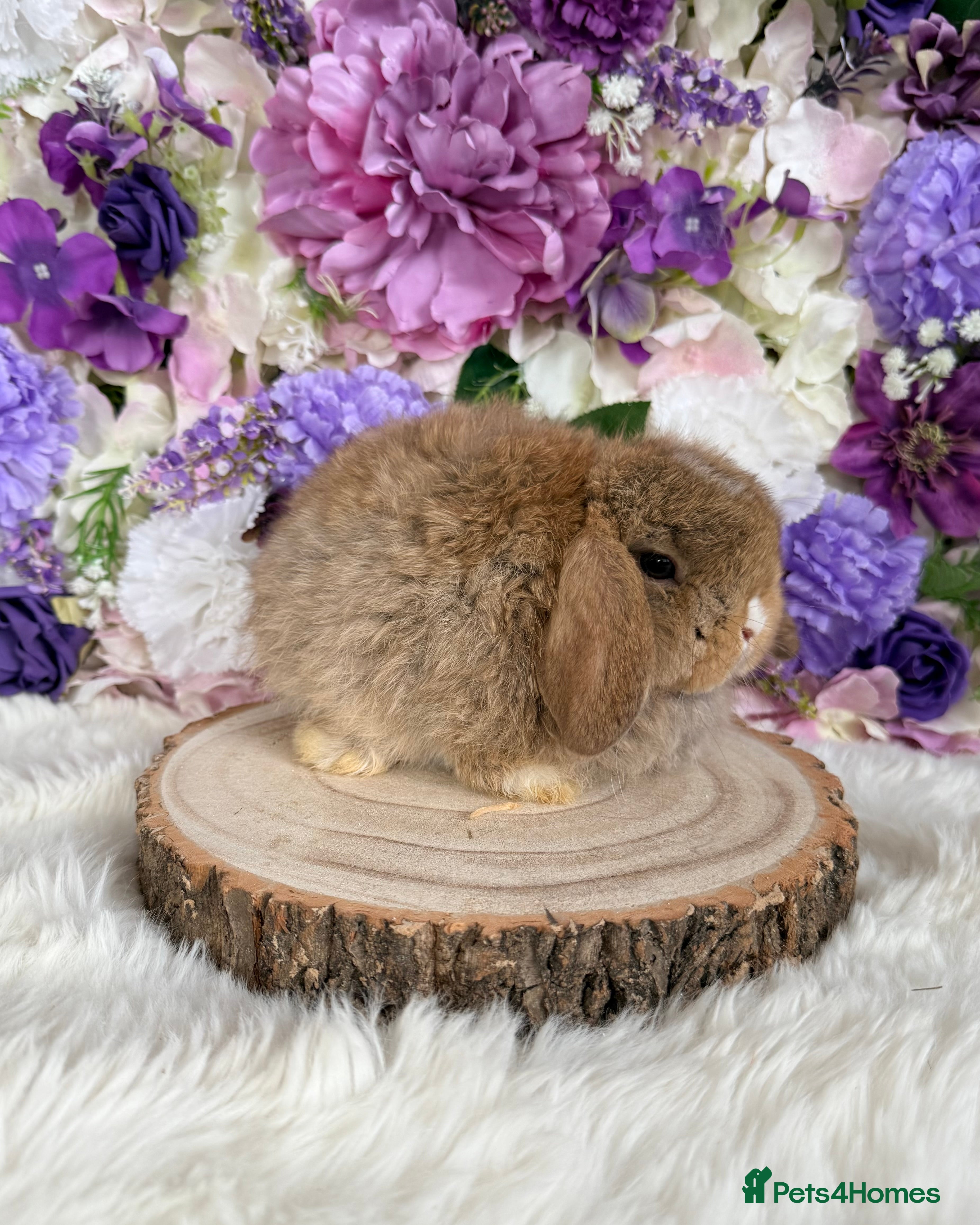 Mini Lop rabbits 💜 Mini Lop Ready Now 💜 xxx - Advert 7