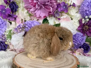 Mini Lop rabbits 💜 Mini Lop Ready Now 💜 xxx - Advert 7
