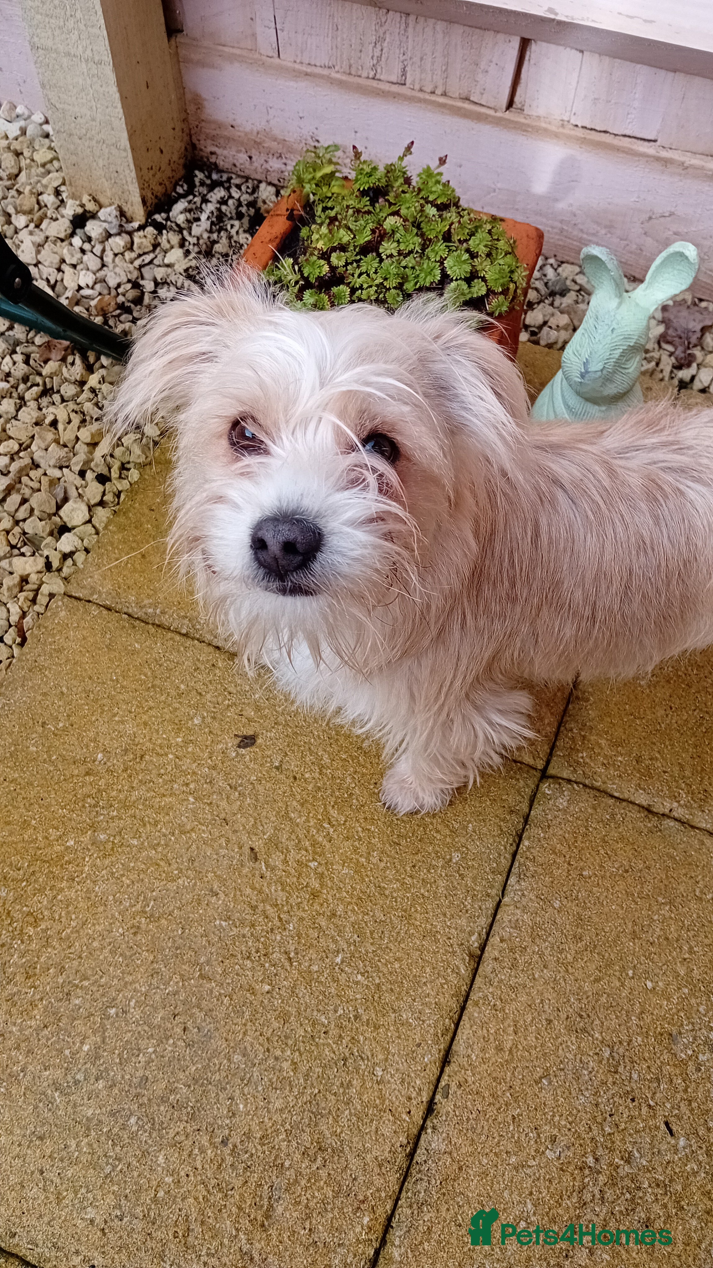 Mixed Breed dogs Beautiful little spud needs a loving home  - Advert 18
