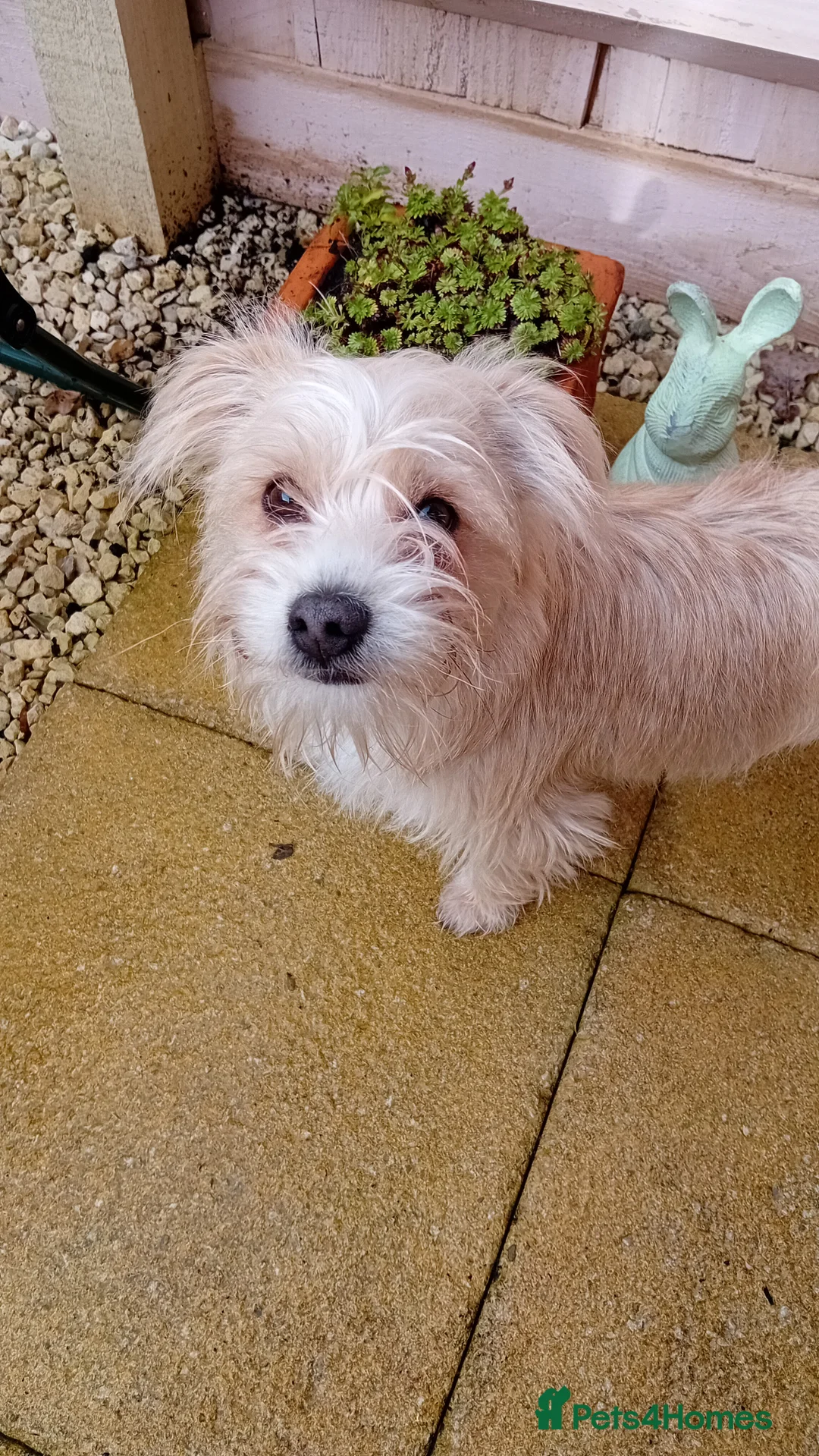 Mixed Breed dogs for sale: Beautiful little spud needs a loving home    - Advert 1