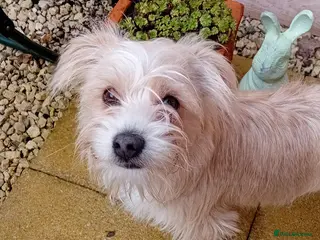 Mixed Breed dogs Beautiful little spud needs a loving home - Advert 2