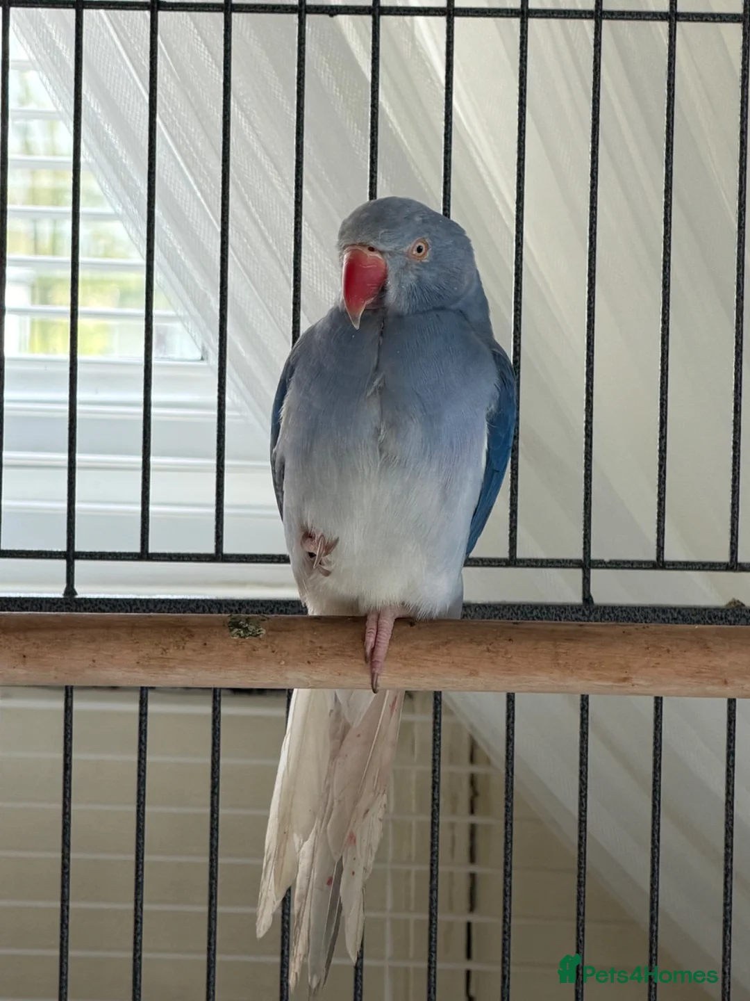 Ringnecks birds for sale: Blue Indian Ringneck For Sale - Advert 2