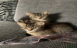 Mixed Breed cats for sale: Two adorable little girls  - Image 4