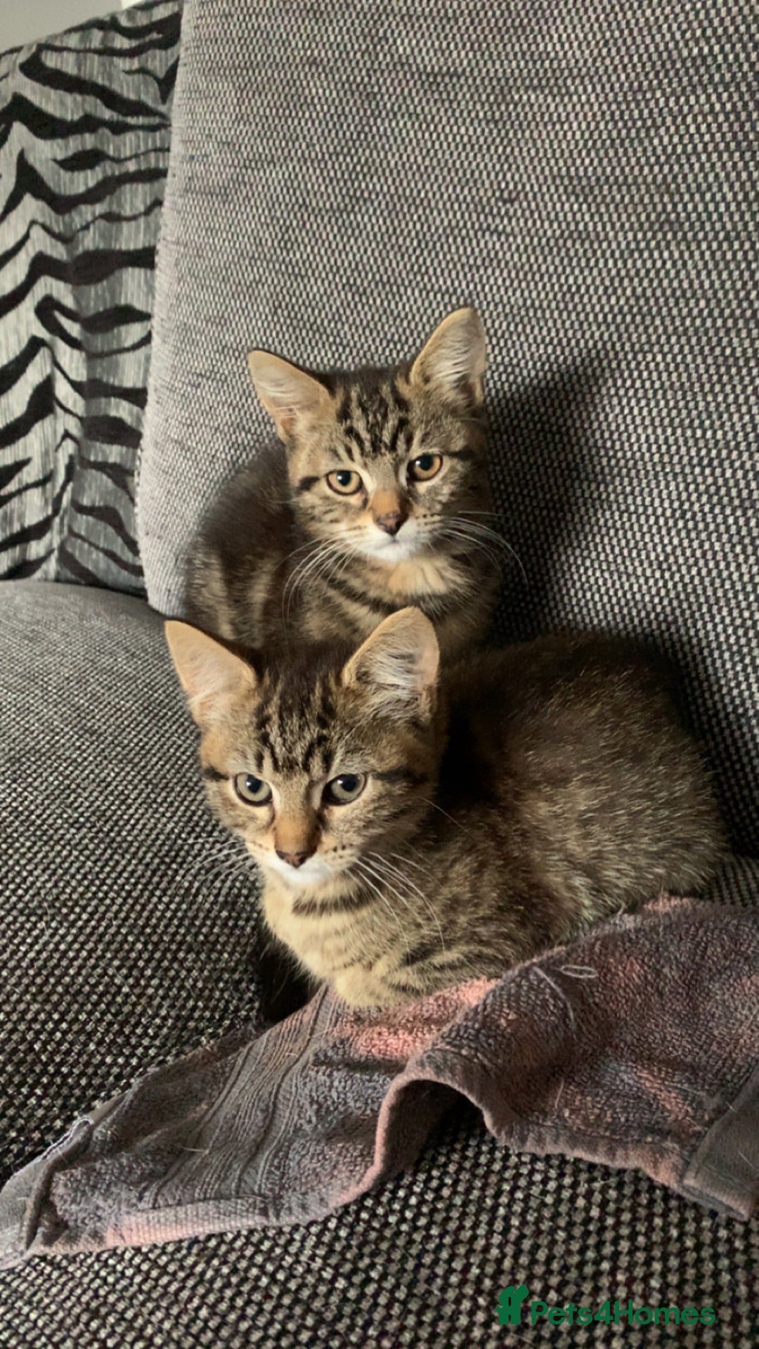 Mixed Breed cats for sale: Two adorable little girls  - Image 4