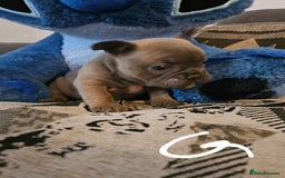 French Bulldog dogs for sale: Beautiful french bulldog puppies  - Image 3