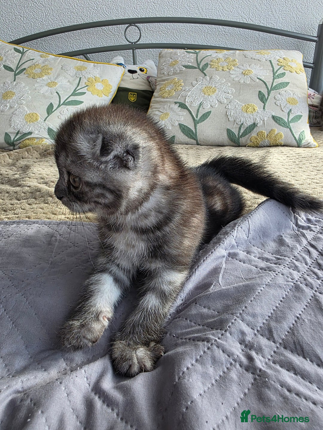 Scottish Fold cats for sale: Tabby Scottish Fold Kittens - Advert 21