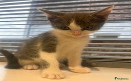 Ragdoll cats for sale: OPEN TO OFFERS!BEAUTIFUL RAGDOLL X SIAMESE KITTENS - Image 4