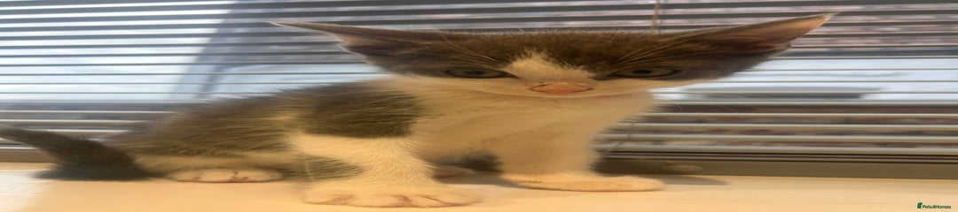 Ragdoll Kitten 2