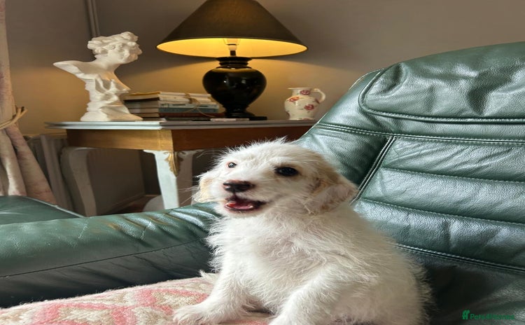 Cockapoo dogs in Frome - Advert 14