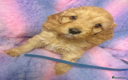 Cockapoo dogs for sale: F1 Cockapoo puppies - Image 6