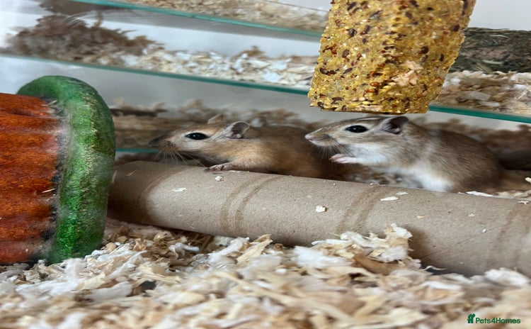 Gerbil rodents - Advert 1