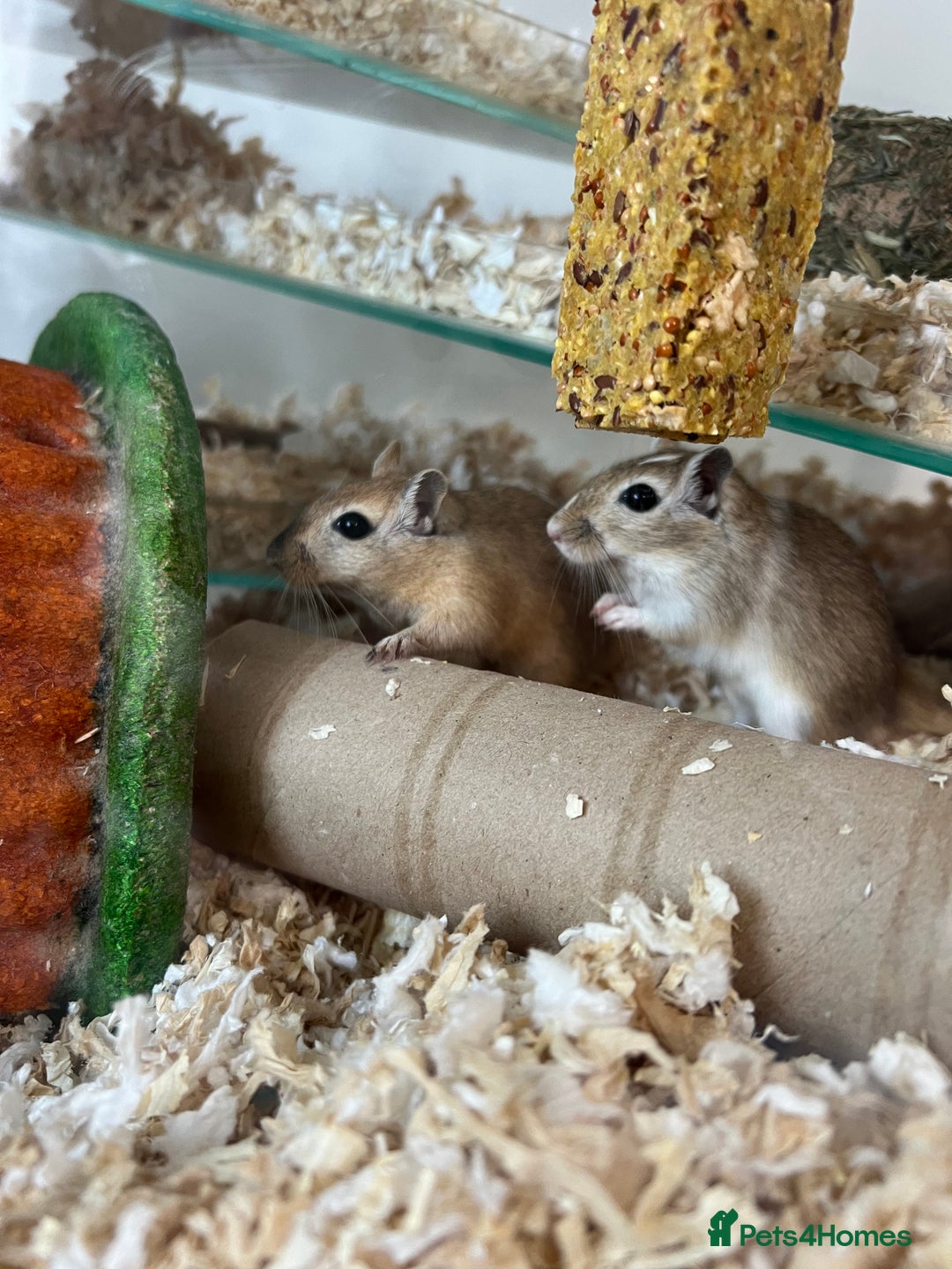 Gerbil rodents for sale: 2 Male Gerbils. OPEN TO OFFERS - Image 1