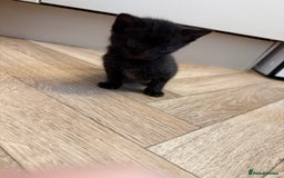 Mixed Breed cats for sale: Beautiful black & grey kittens. - Image 6
