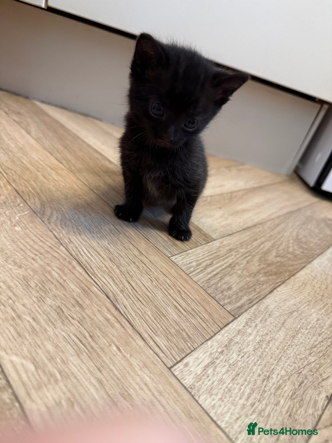 Mixed Breed cats for sale: Beautiful black & grey kittens. - Image 6