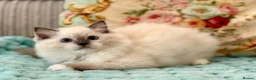 Ragdoll cats for sale: 2 Active girls  - Advert 7