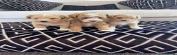 Maltipoo dogs for sale: F1 Toy Maltipoo puppies - Advert 4