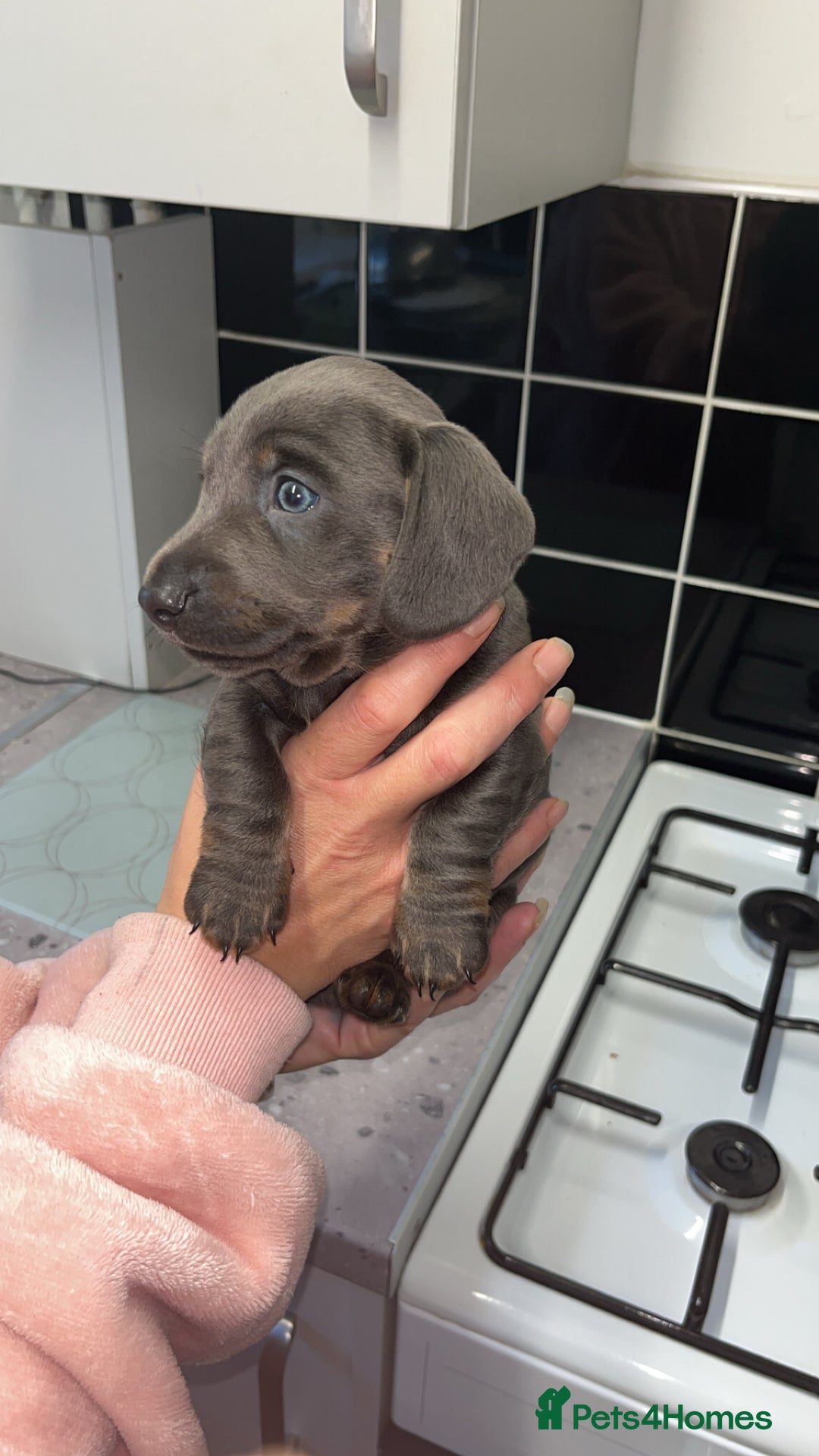 Dachshund dogs for sale: 🩶Silver miniature dachshunds litter READY TO GO🩶 - Image 18