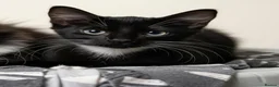 Domestic Shorthair cats for sale: 6 Kittens ready to go ASAP!  in West Drayton - Advert 11