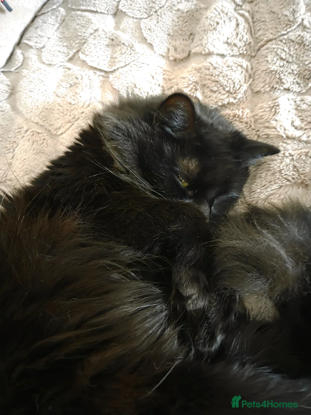 Siberian cats for stud: Beautiful Siberian Female Looking for a Stud  🖤🐾 in Sanquhar - Advert 2