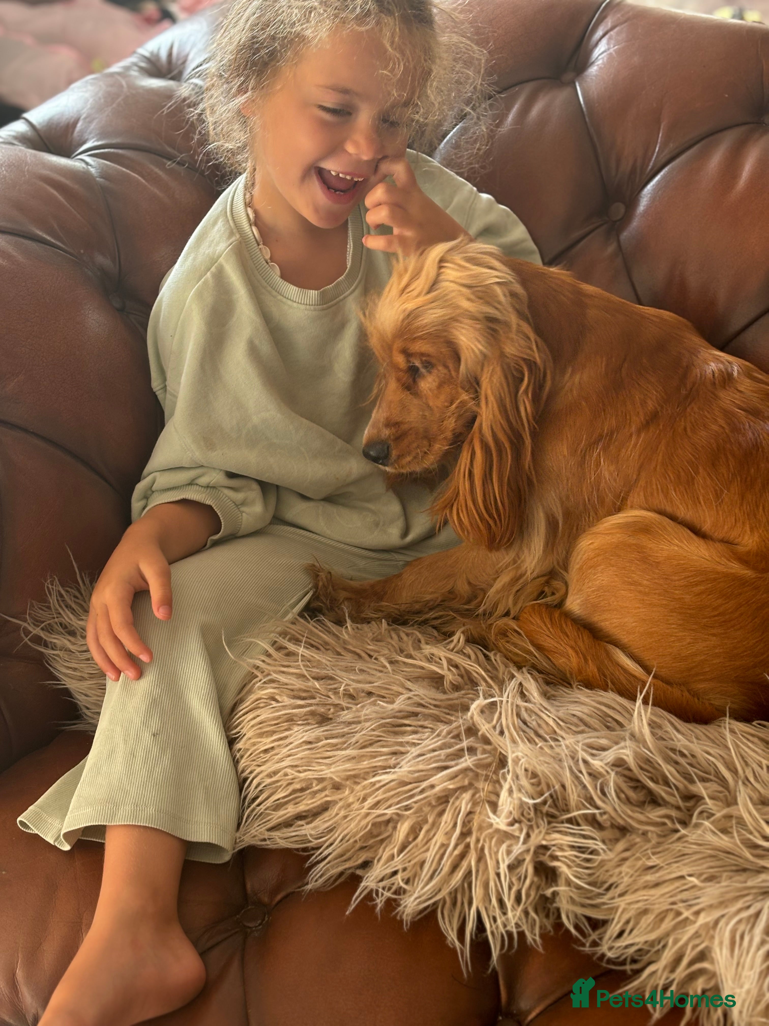 Cockapoo dogs F1 cockapoo puppies (mother show type) - Advert 1