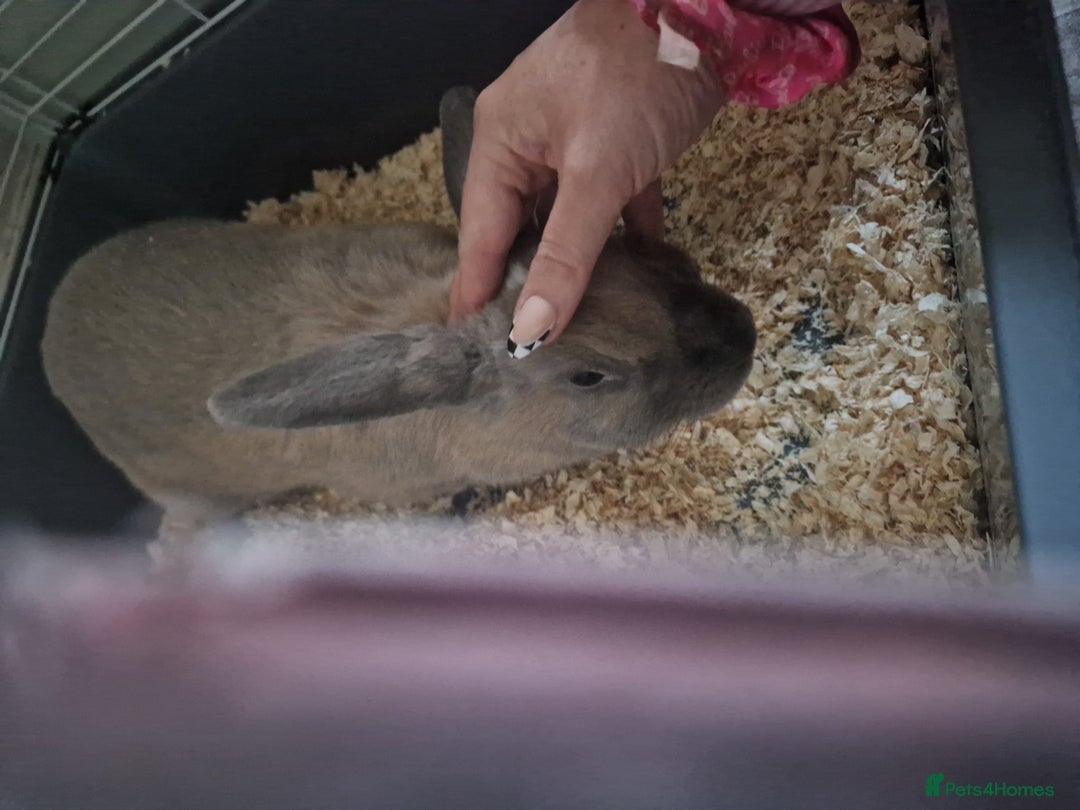 Rex rabbits for sale: Rex rabbit elsa - Advert 2