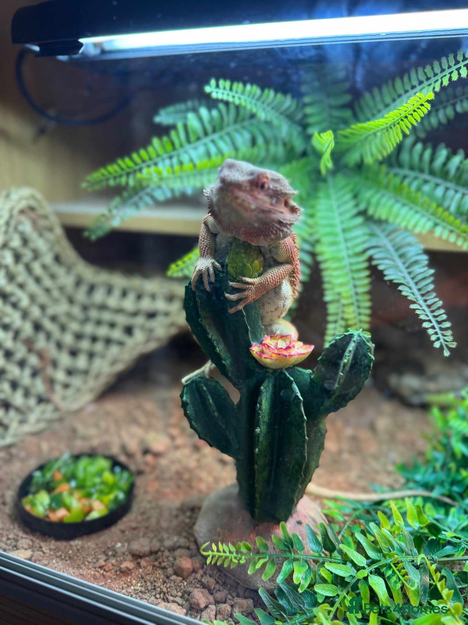 Bearded Dragon reptiles Bearded dragon looking for a forever home - Advert 1